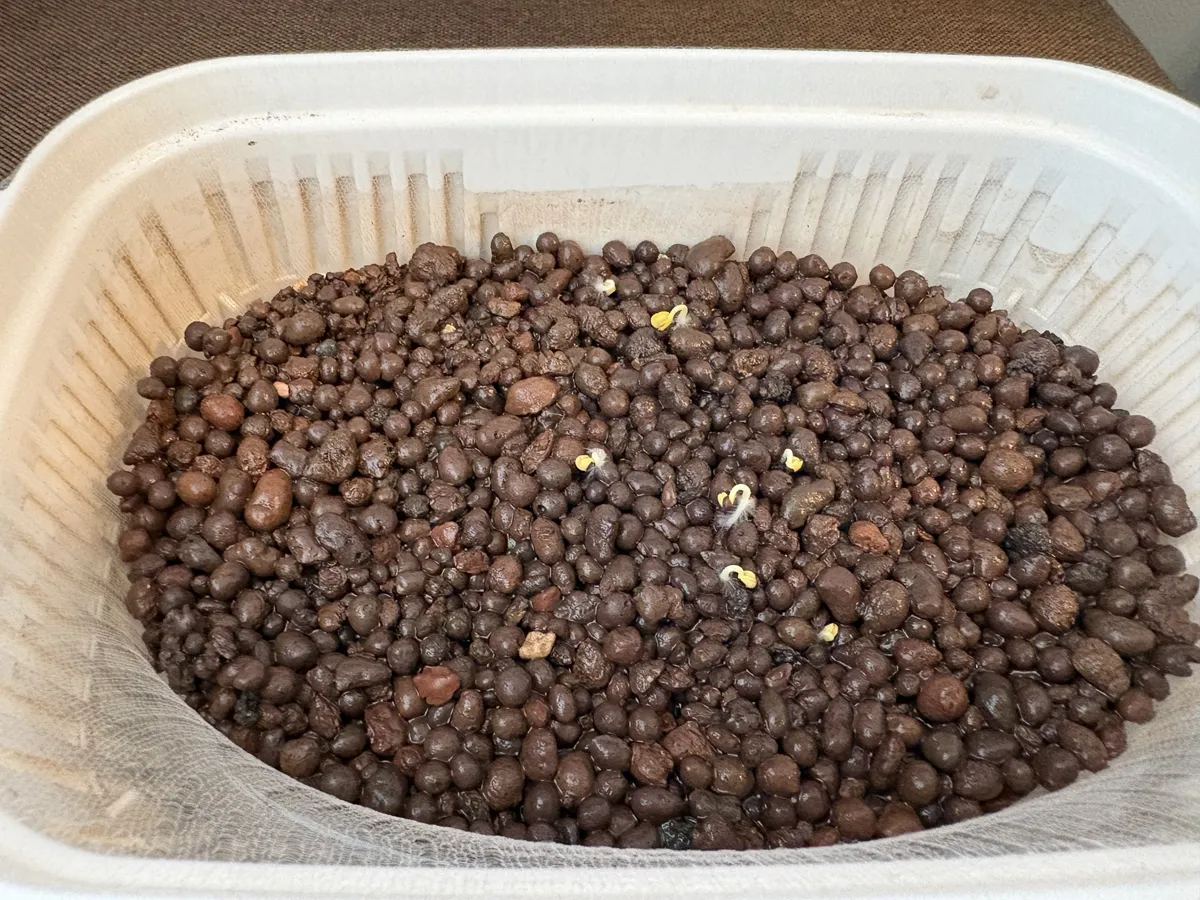 豆苗プランターにハイドロボールを入れて種をまいた様子