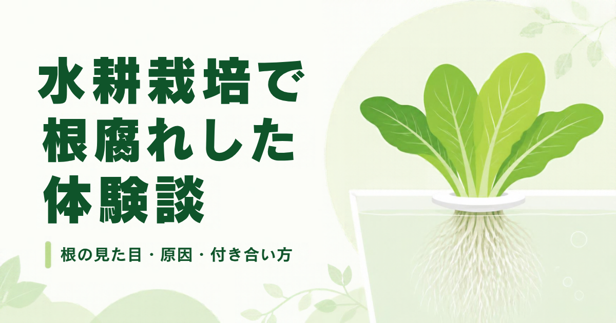 水耕栽培で根腐れした体験談のアイキャッチ。水耕栽培の葉野菜と白い根のイラスト